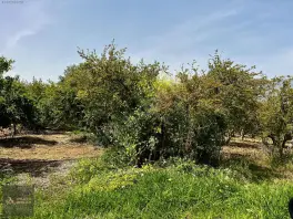 Döşemealtı Orta Mahallede, Yatırımlık Nar Bahçesi — fotoğraf 7