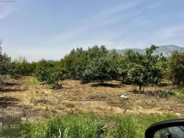 Döşemealtı Orta Mahallede, Yatırımlık Nar Bahçesi — fotoğraf 8