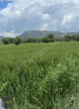 Korkuteli Bozova Kocaanbar'da 3.490 m² Verimli Tarla — fotoğraf 3