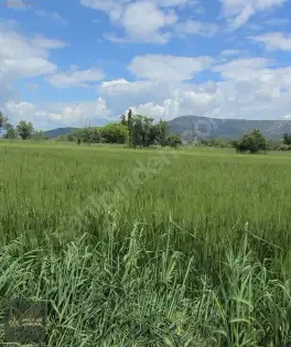 Korkuteli Bozova Kocaanbar'da 3.490 m² Verimli Tarla — fotoğraf 4